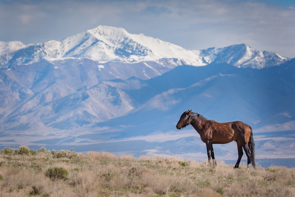 Solitary Soul Wild Horse, Utah's West Desert Sarah Winslow Flickr
