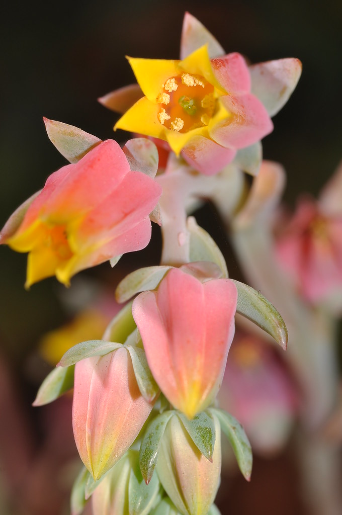 √ダウンロード katakataka leaves 296645Katakataka leaves medicinal uses
