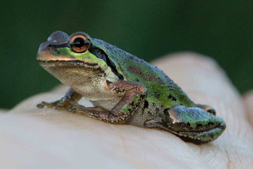 Northern Pacific Chorus Frog (Pseudacris regilla) Flickr