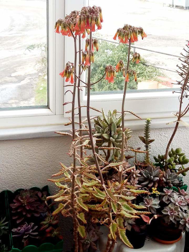 Kalanchoe x houghtonii Esin İşcan Flickr