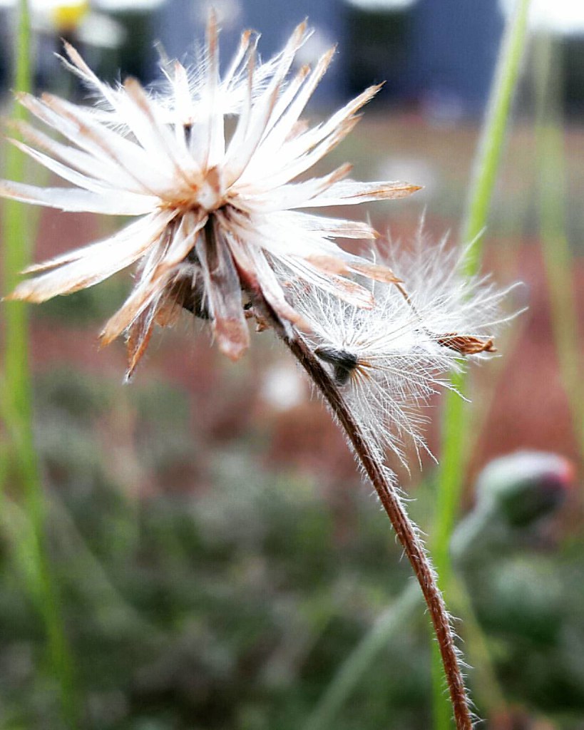 The grass withers and the flowers fade beneath the breath … Flickr