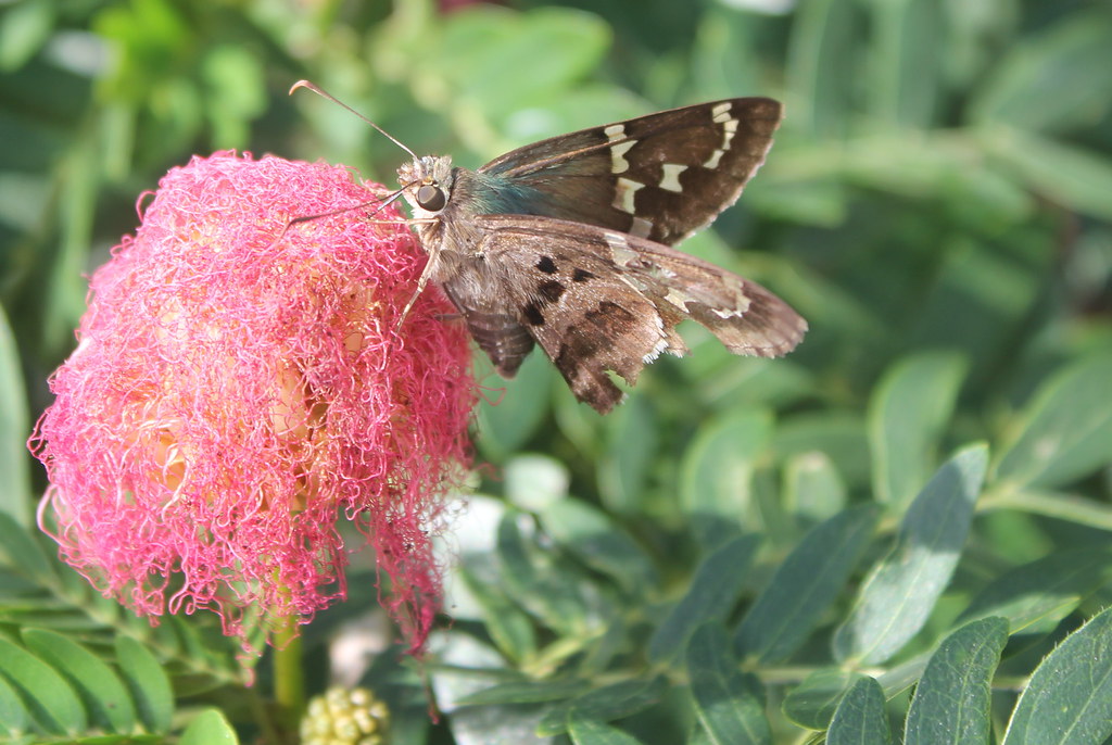 Moth eating nectar A moth is eating the nectar from a
