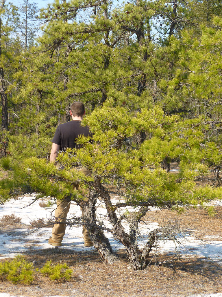 Pygmy Pine Pitch pine (Pinus rigida) Bob Flickr