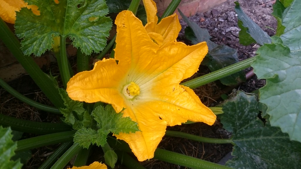 Female zucchini flower in the veggie patch Alpha Flickr