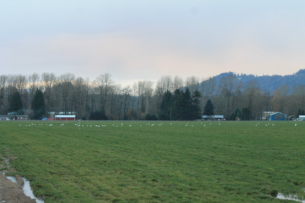 IMG_2616 Great Egrets 11 December 2016 Woodland Bottoms, C… Flickr