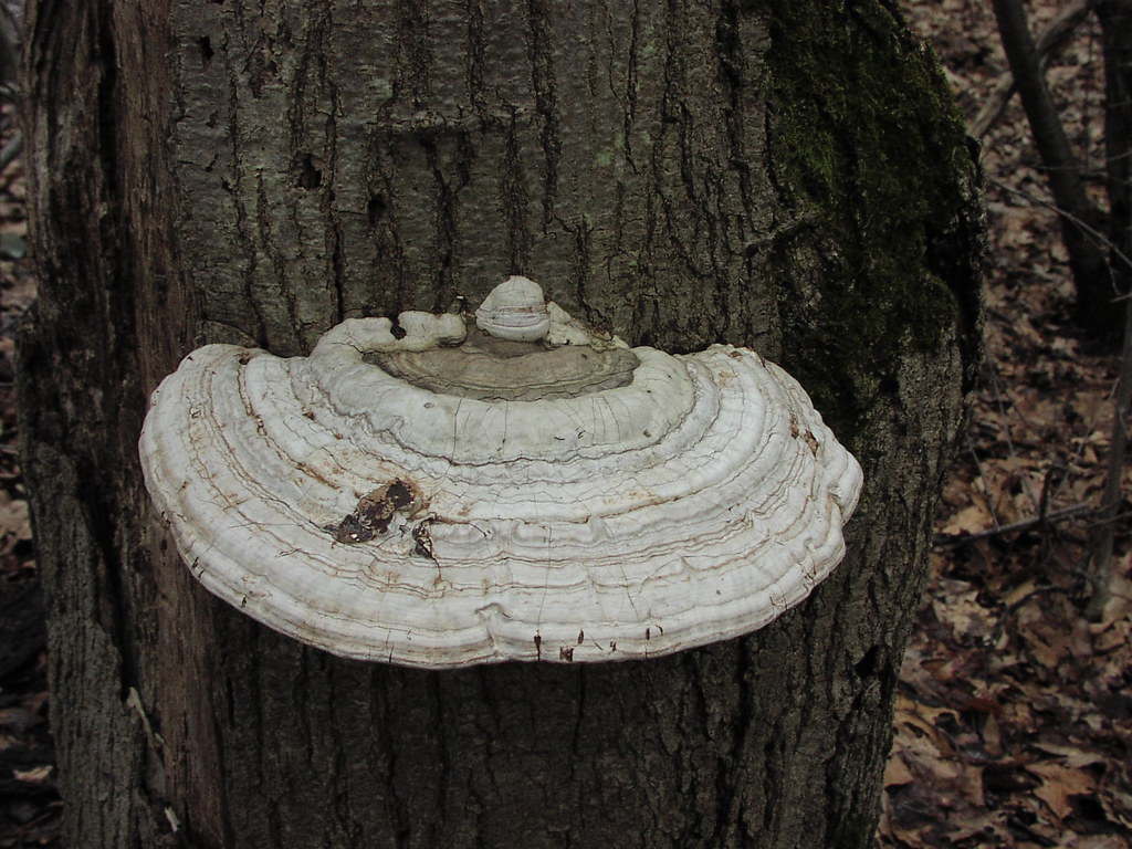 Tree Allandale Woods West Roxbury marywalks Flickr