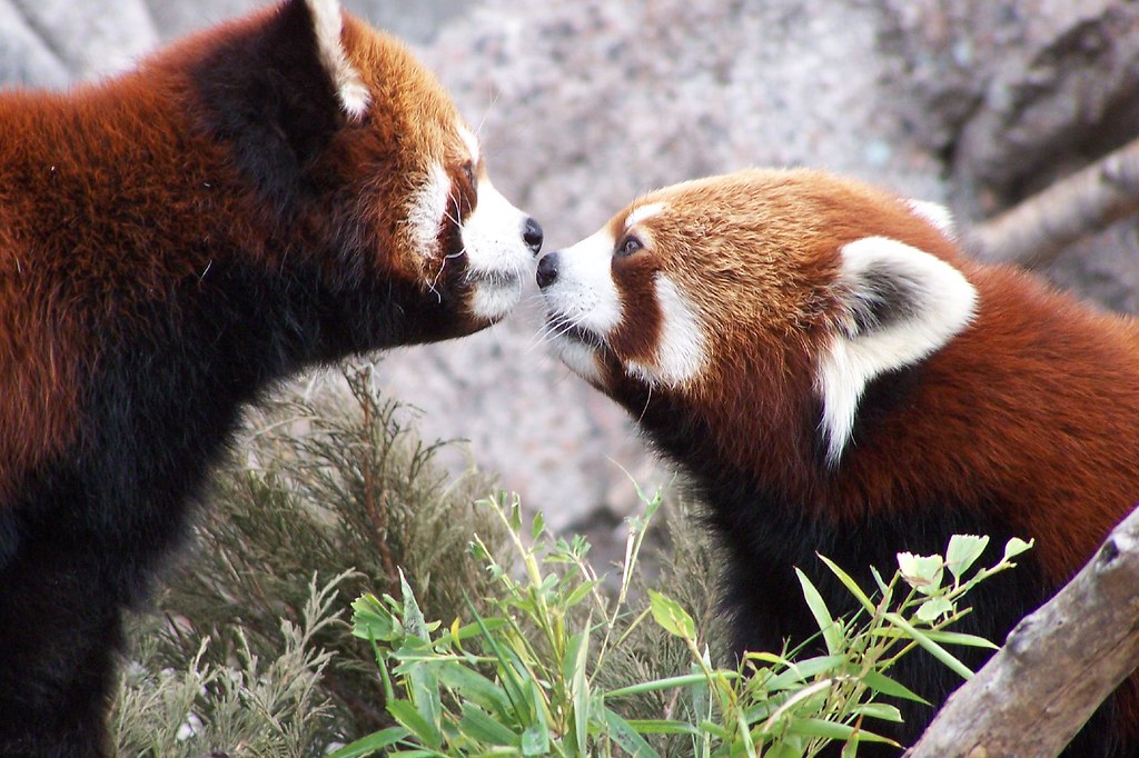 Red Pandas Nose to Nose The Red Panda and Munjac Exhibit a??? Flickr