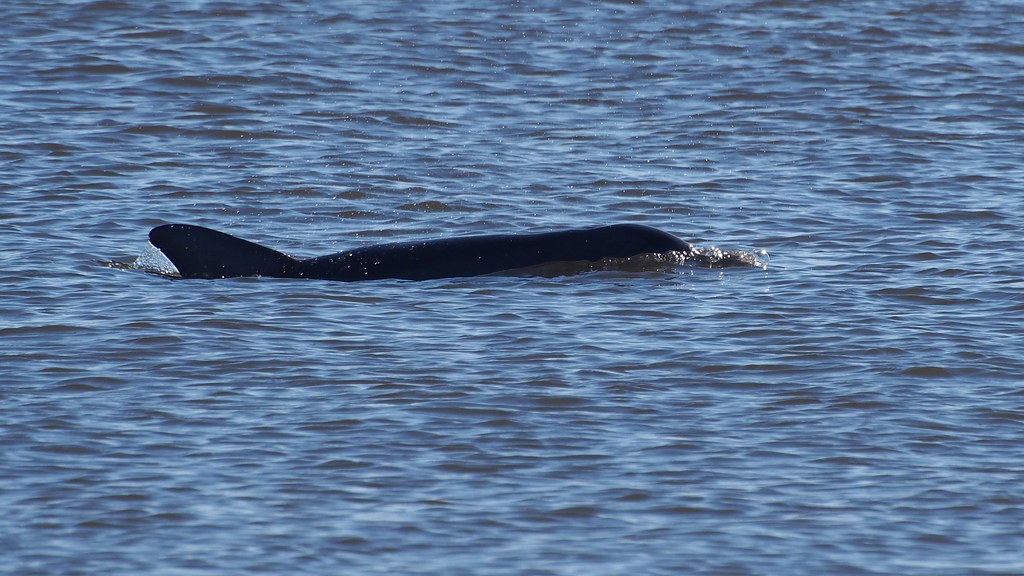 Dolphin Driveby OLYMPUS DIGITAL CAMERA carlinsc Flickr