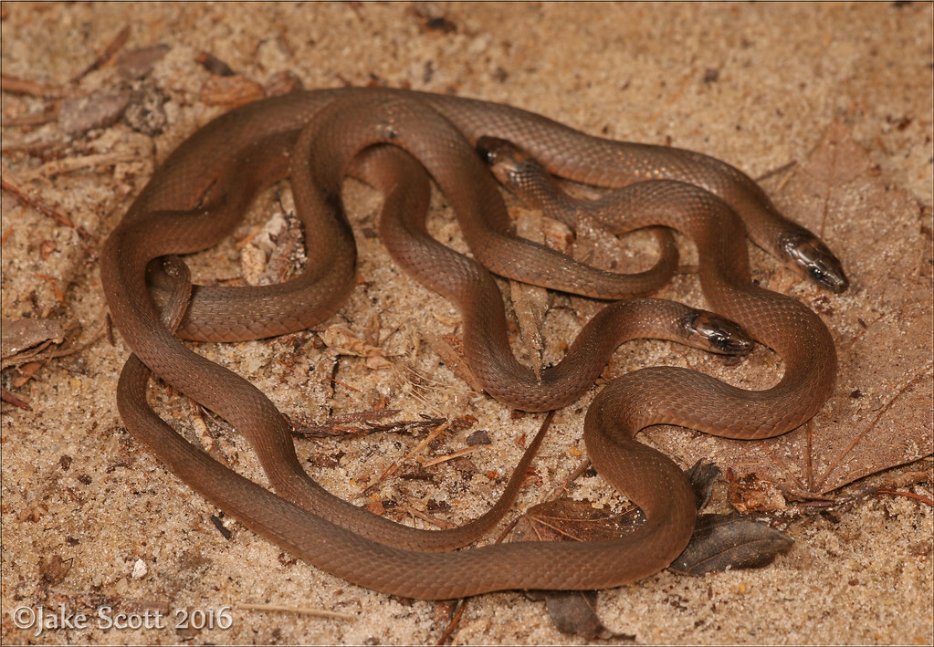 Rough Earth Snakes (Haldea [Virginia] striatula) (Explored) a photo