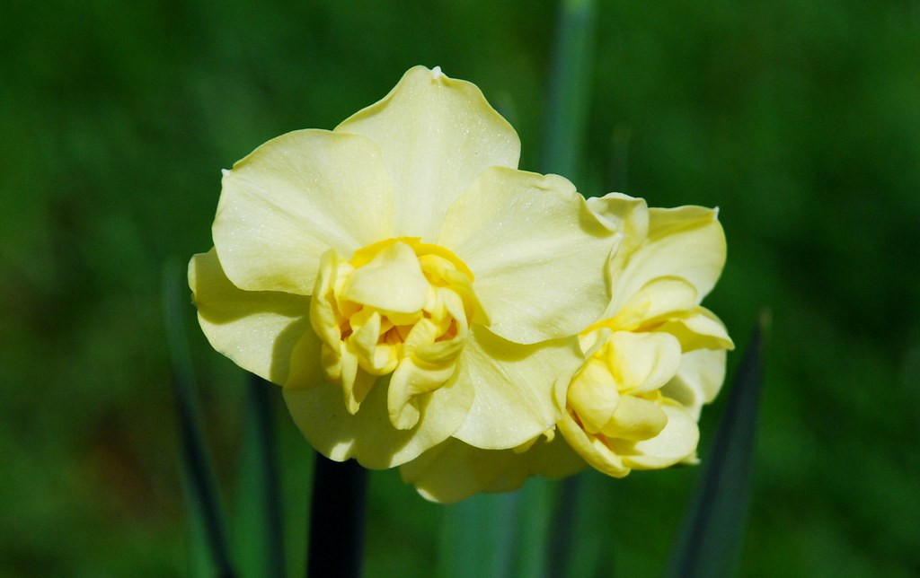 Gloucester, 28 Nine Elms Road 3headed daffodil Gloucest… Flickr