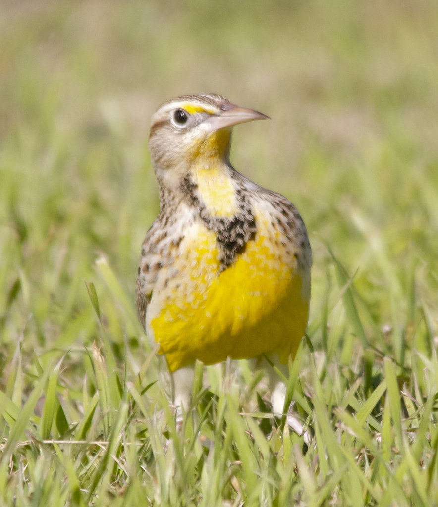 Meadowlark sp. Travis County, Texas, USA; December 19, 201… Flickr