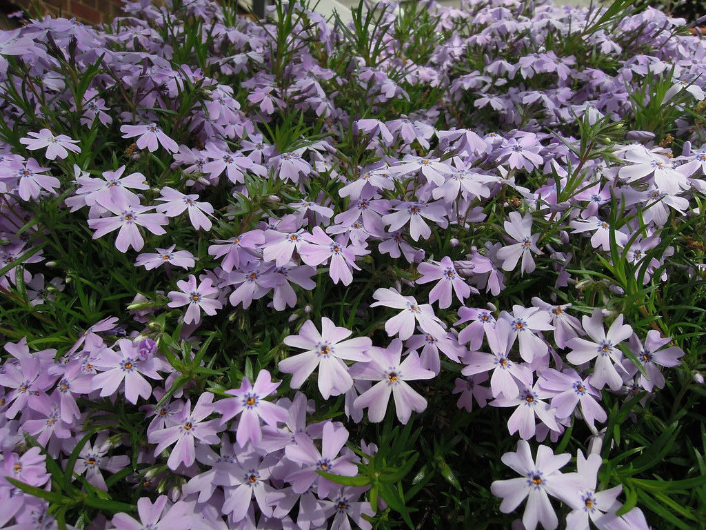 Old Town Alexandria, VA April 2016 Ramsay House Old To… Flickr