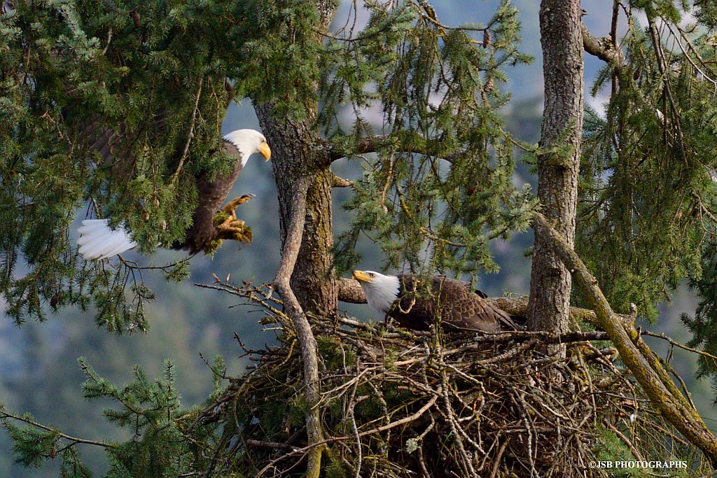 Skinner butte eagle nest JSB PHOTOGRAPHS Flickr