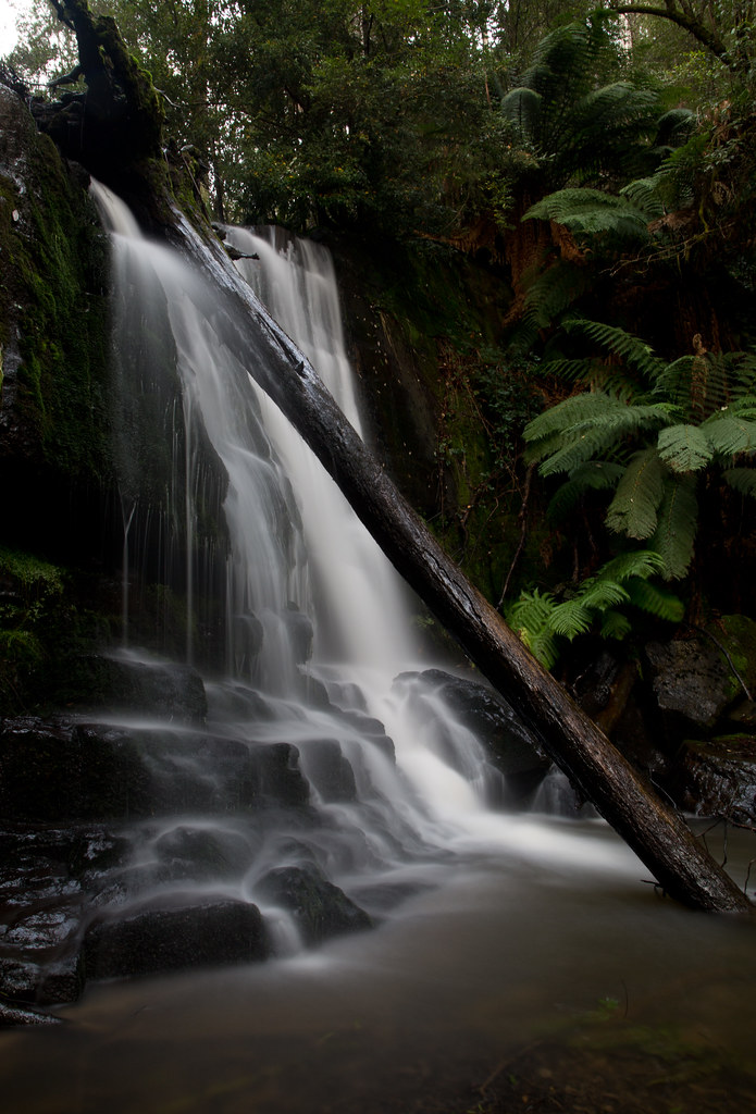 lilydale falls Lower Lilydale Falls, northern Tasmania. Keith