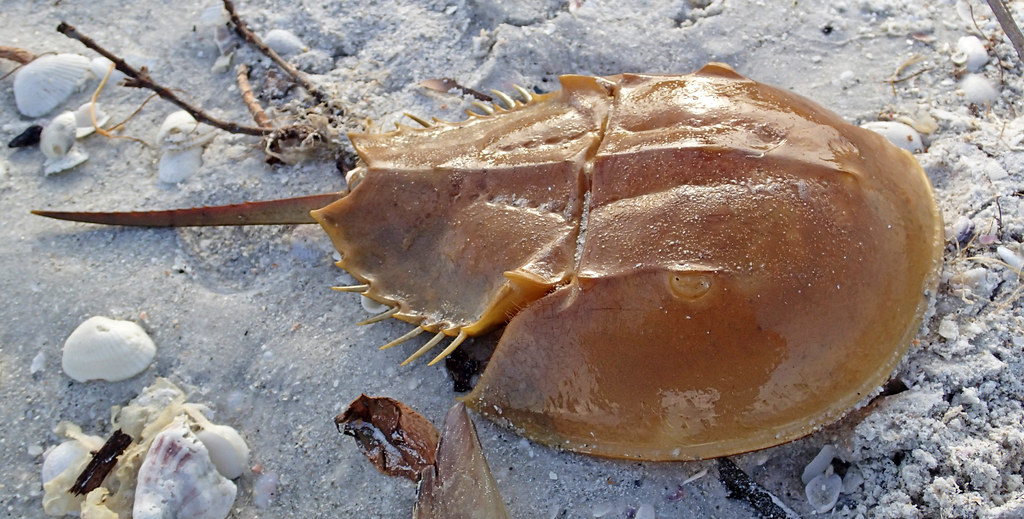 Limulus polyphemus (Atlantic horseshoe crab) (Sanibel Isla… Flickr