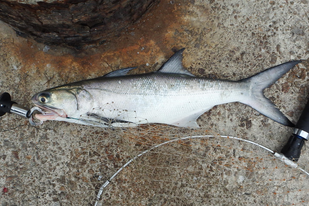 馬友 Fourfinger threadfin / Blue Threadfin Salmon 30 with Ta… Flickr