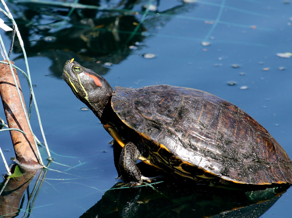 Large Redeared Slider Turtle Pearson Park, Anaheim, CA