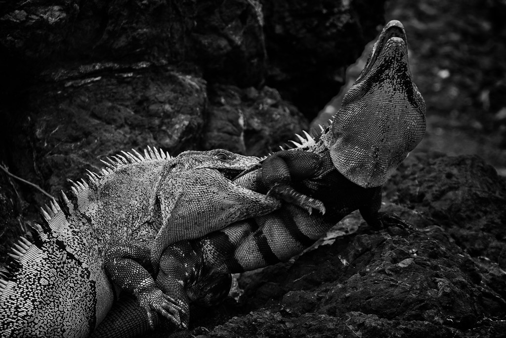 Lizard fight I was a witness of this lizard fight in Costa… Flickr