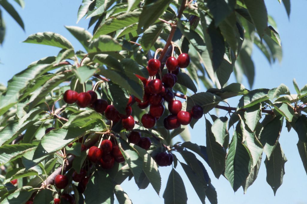 Cherries Jubilee! BC celebrates record year for cherry exp… Flickr