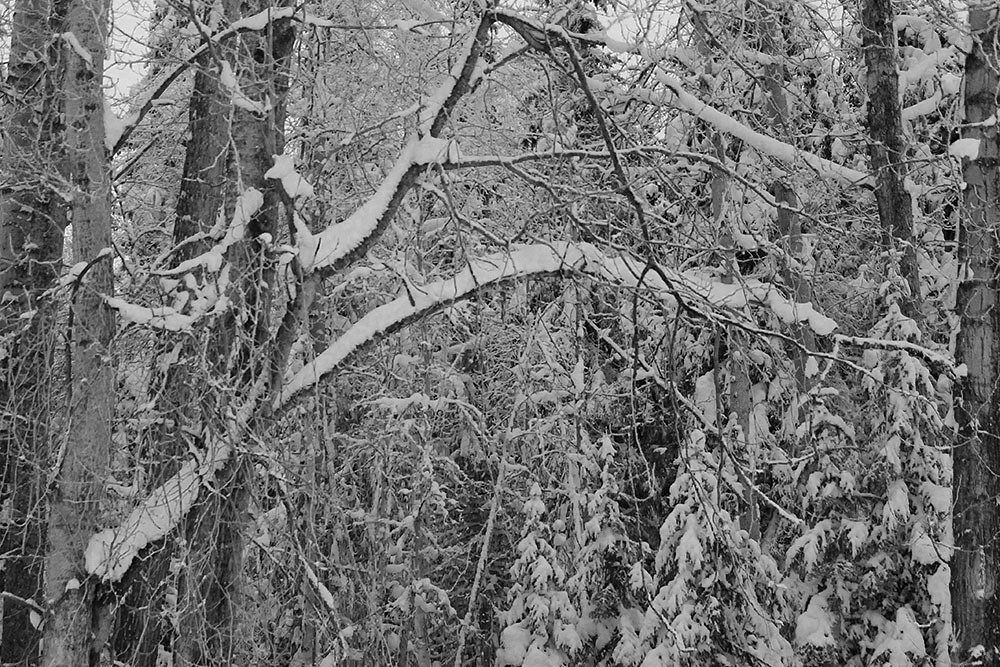 IMG_8213edit linda.sully Flickr