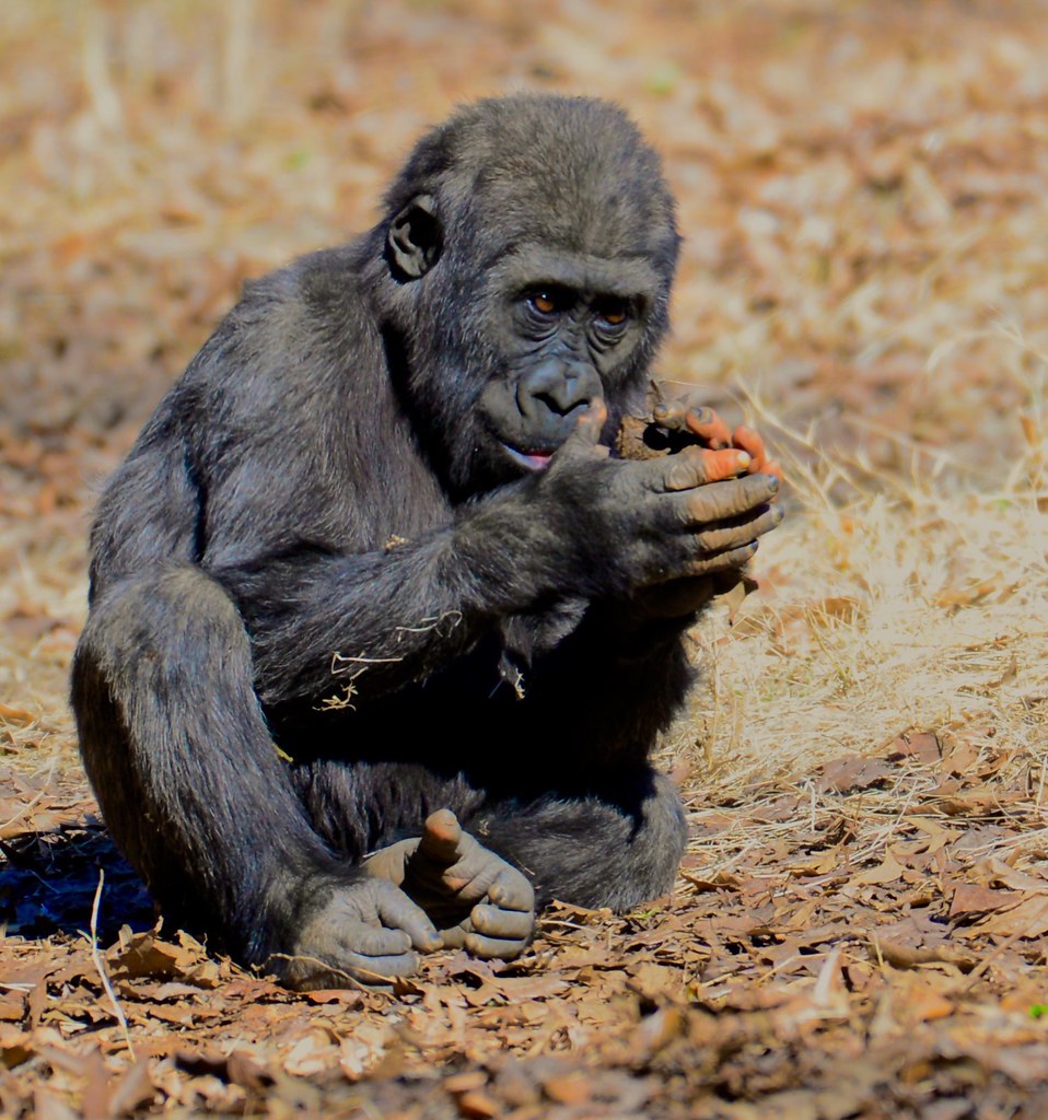 Baby Gorilla.... Part of the primate group at Zoo Atlanta,… Flickr