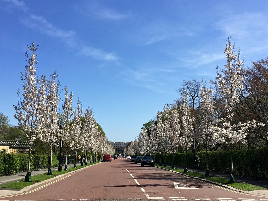 Regent's Park Chester Avenue cherry blossom 2016 Fran Pickering Flickr