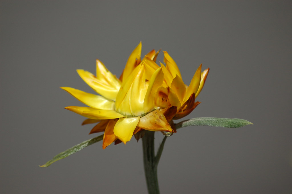 Flowers/Christchurch Botanical Gardens NZ I didn't promote… Flickr