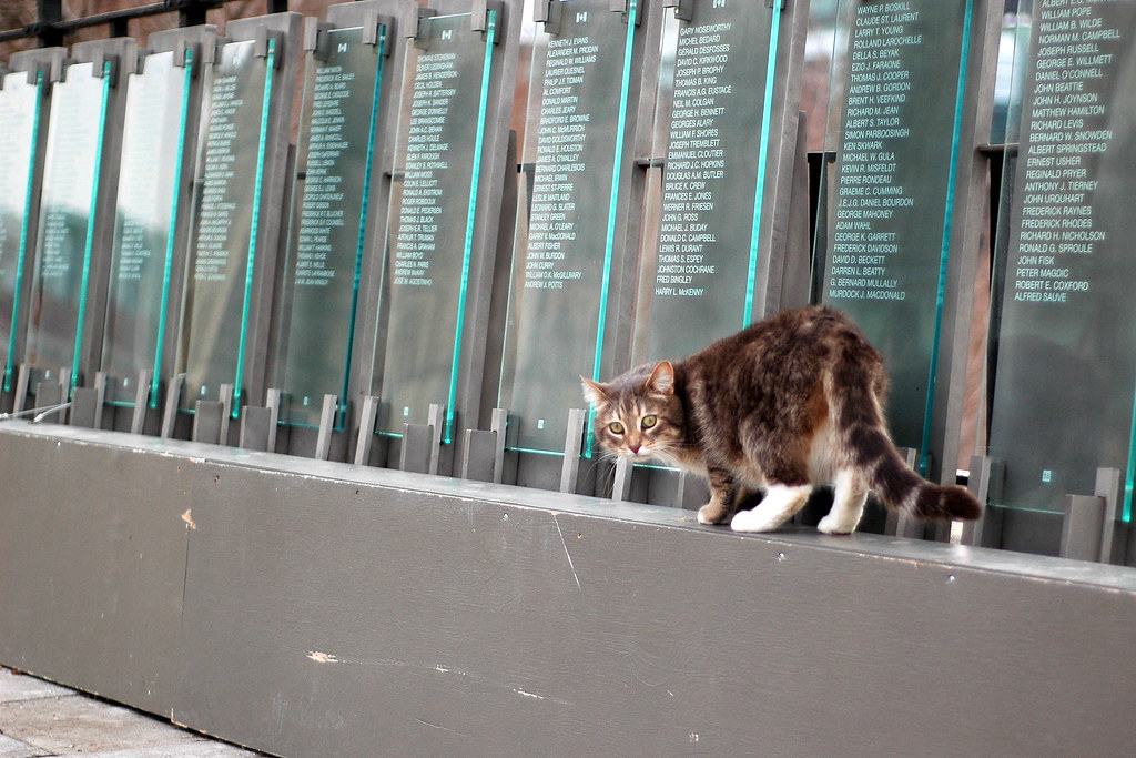 Parliament Hill Cat This is one of the cats looked after b… Flickr