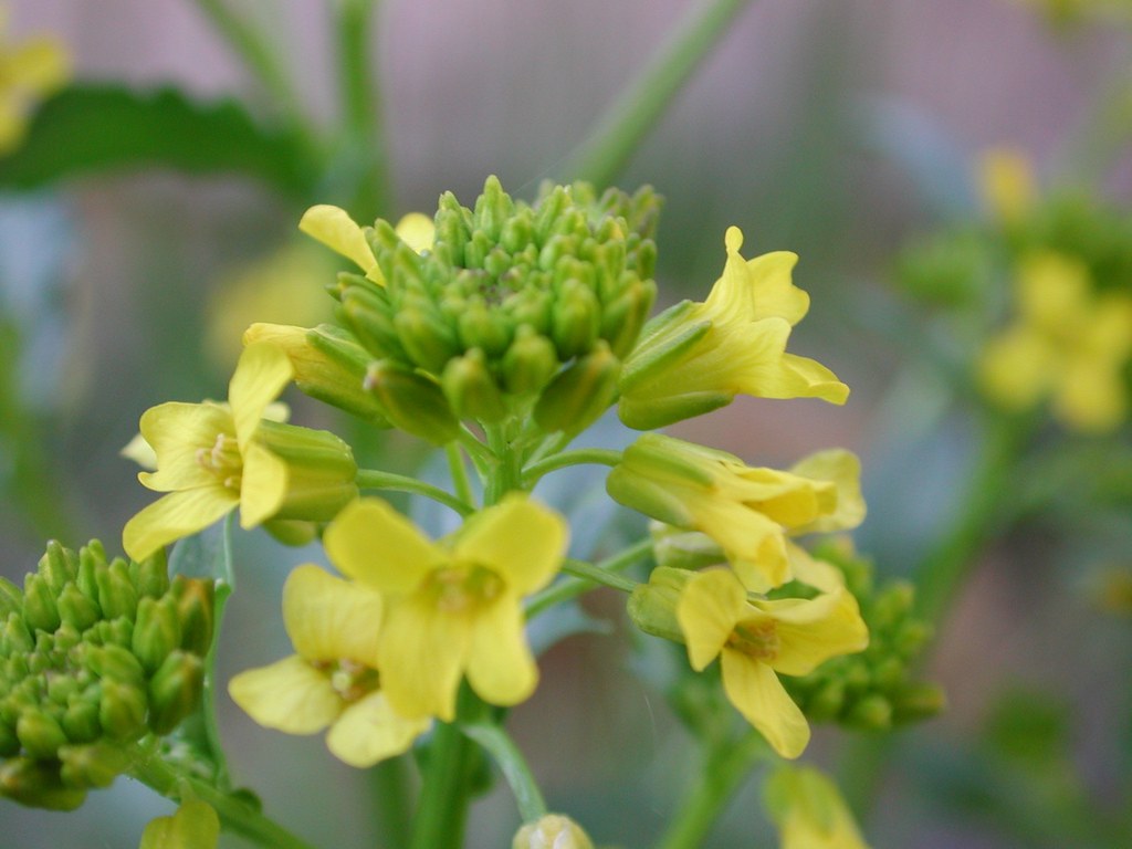 yellow_flowers.JPG some little yellow flowers, North Carol… Ken Prosser Flickr