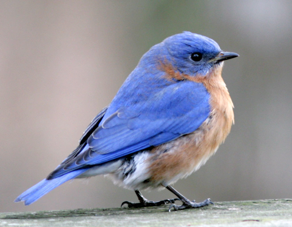 Male Eastern Bluebird