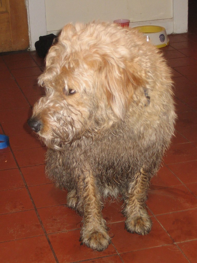 Exhibit 2 Undercarriage of Filthy Pathetic Dog Step 2 Ex… Flickr