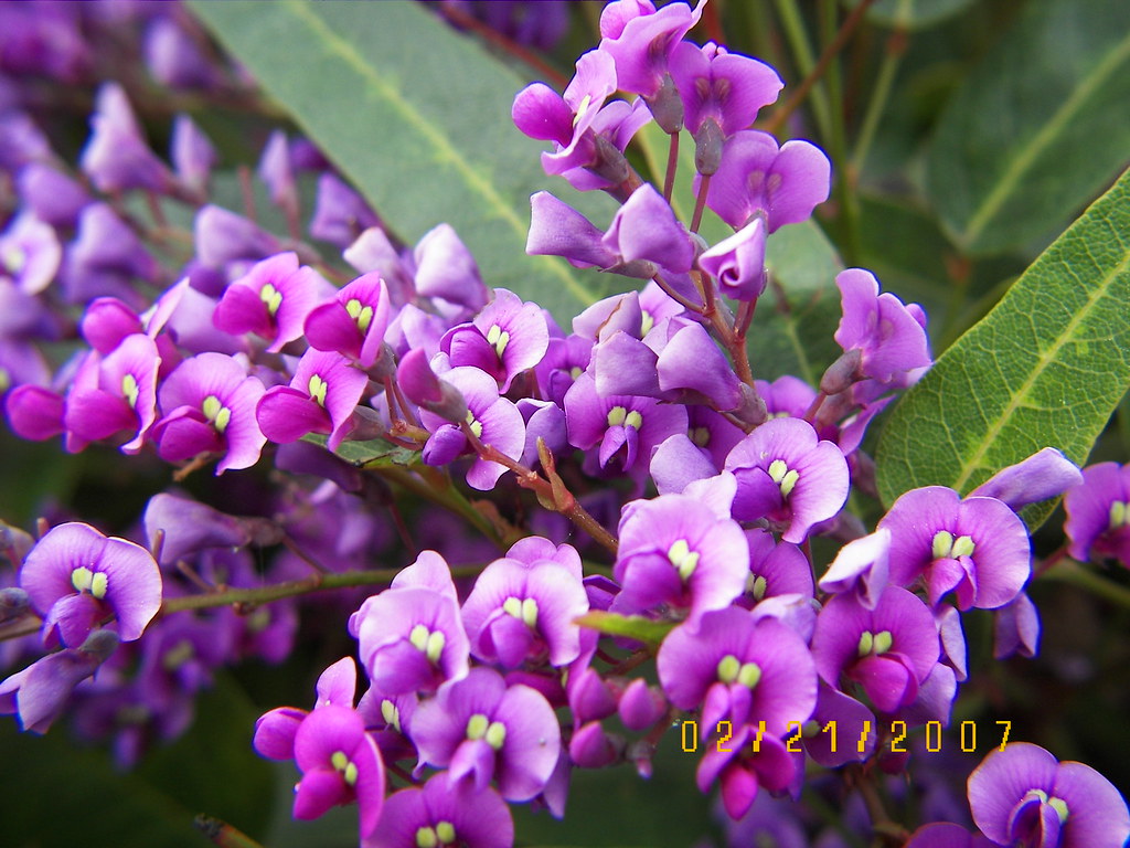 100_2805 Troy's flowers danajessicah Flickr