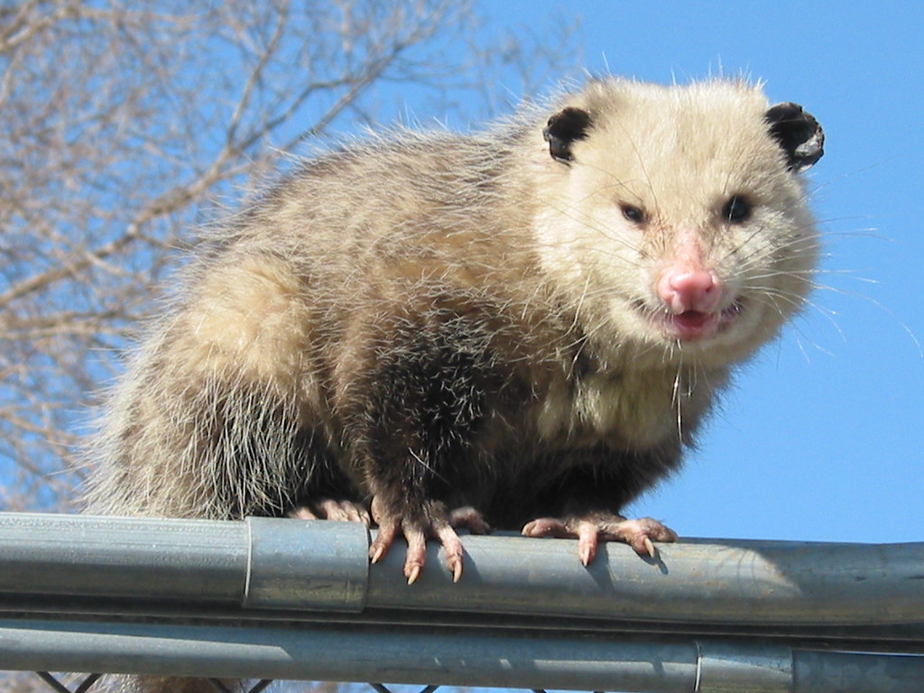 possum Possums don't actually hang by their tail, it can't… Flickr