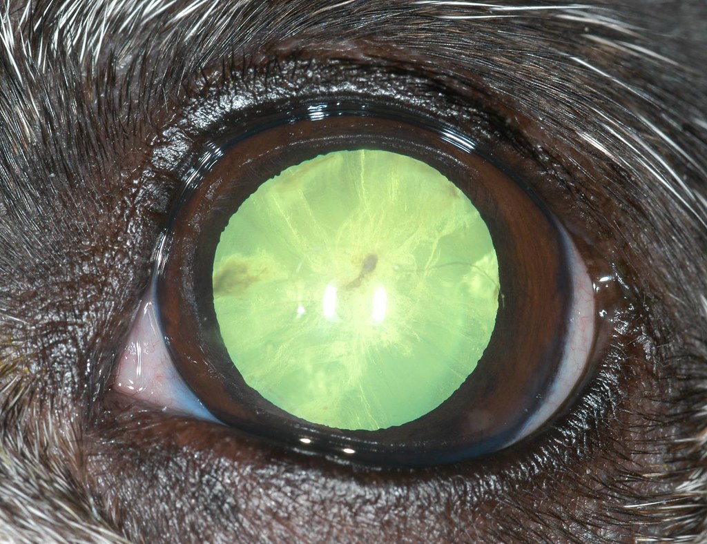 Canine Immature Cataract This is a really pretty photo of … Flickr