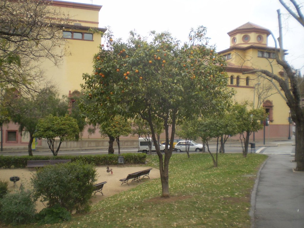 It's an orange tree! Lloyd Davis Flickr