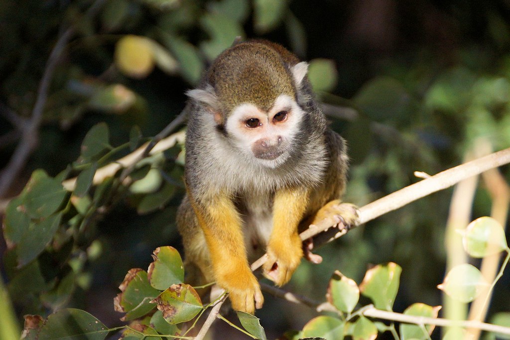 Common Squirrel Monkey Phoenix Zoo Phoenix, Arizona Flickr