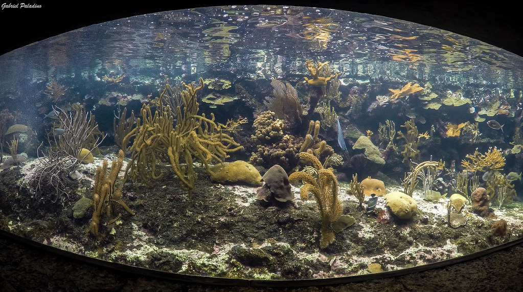 Acuario Xcaret Visita a Xcaret Eco Park, Quintana Roo, M… Flickr