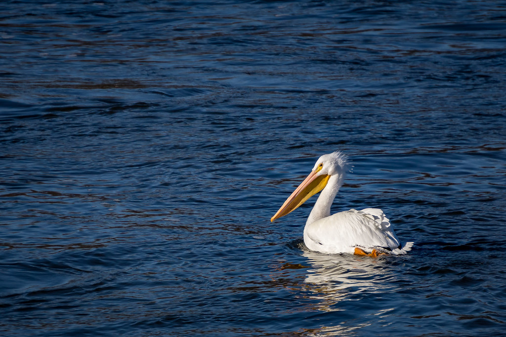 Pelican Fuzzy head and large size made these birds almost … Flickr
