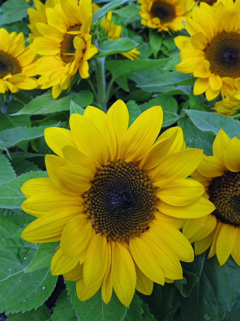 Sunflowers Photographed in Honolulu, Hawaii. Hawai'i Naturalist