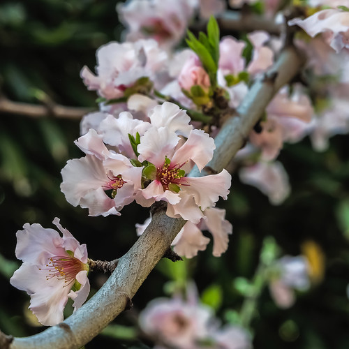 Flowering Nectarine Blossoms ! Seen in the Japanese Garden… Flickr