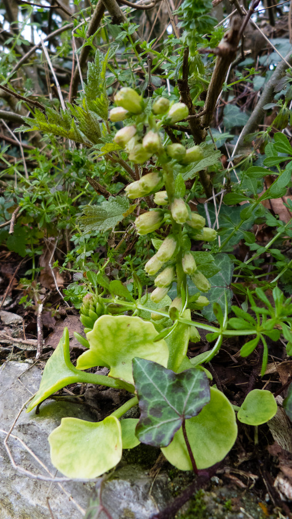 Pennywort, flowers about to open David Flickr