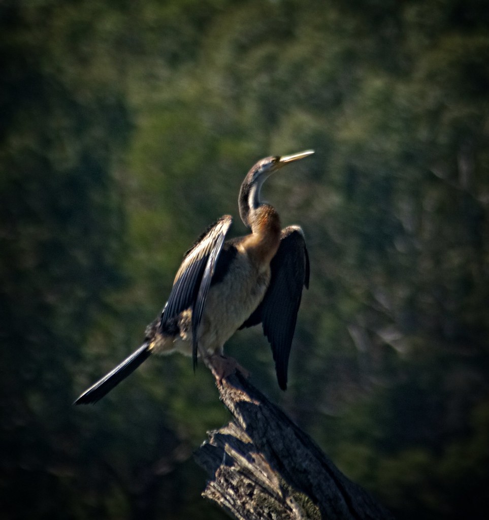 81 Australian Darter [Anhinga novaehollandiae] Drying his… Flickr