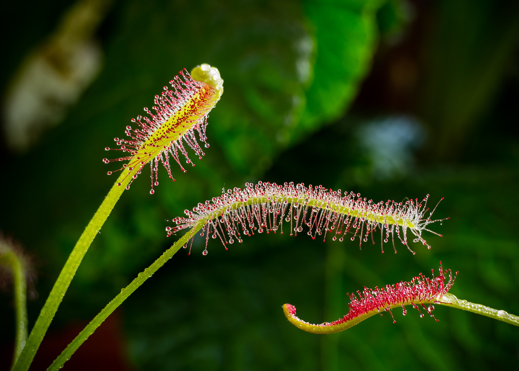 Cape Sundews Cincy Dave Flickr