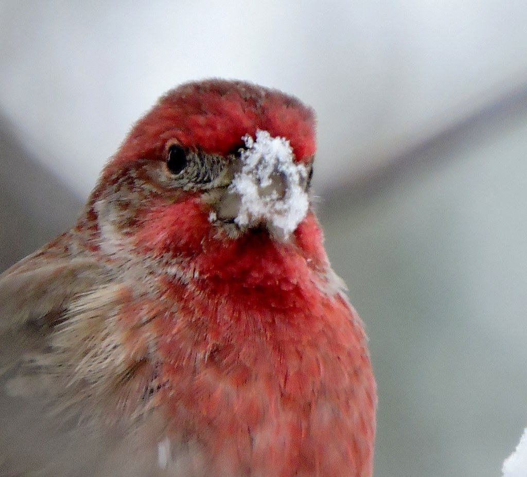 Male house finch eating snow Robyn Merchant Flickr