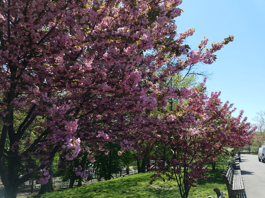 Riverside Park, NYC Cherry Blossoms, etc. Davidspix Flickr