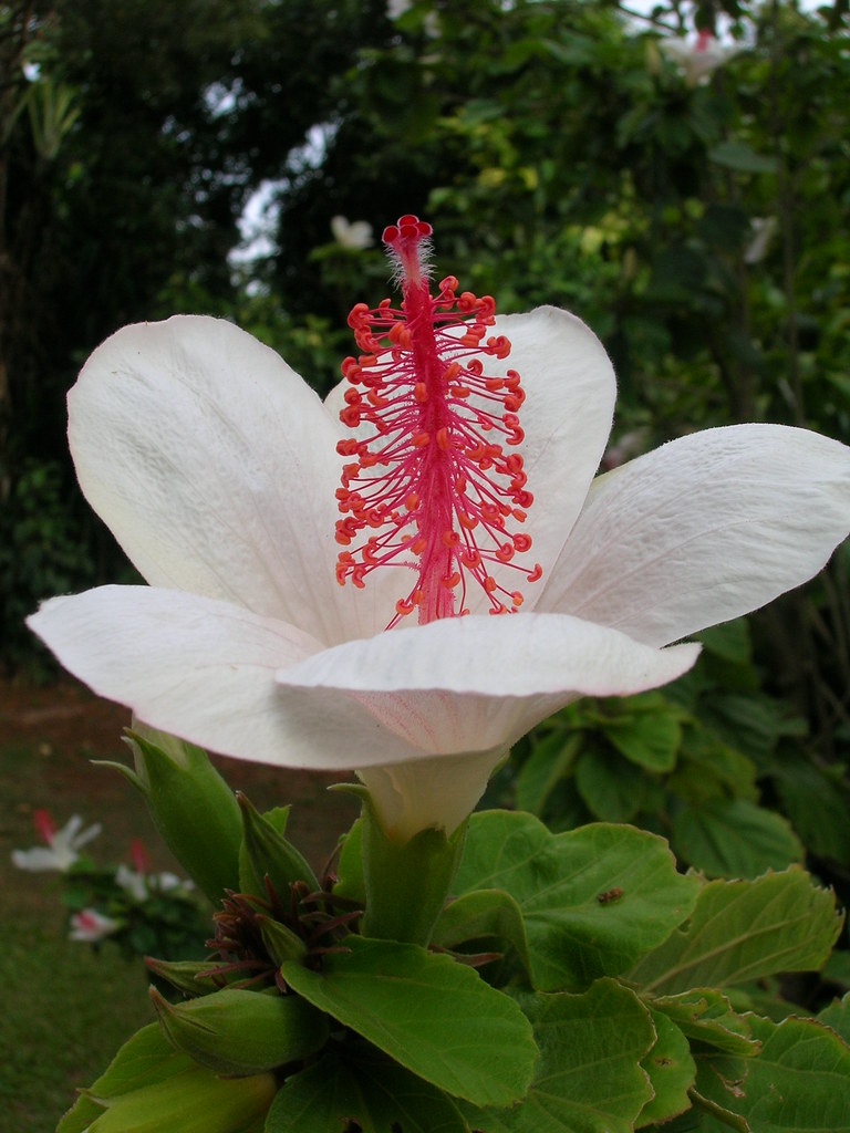 starr0608268647Hibiscus_waimeaeflowerMakawaoMaui Flickr
