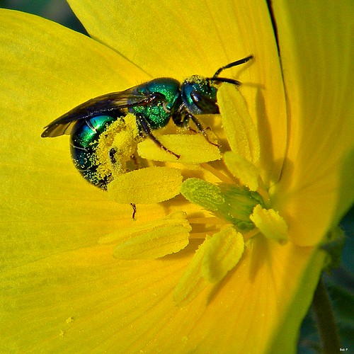 Green Bee Harvesting Pollen Metallic green halictid bee co… Flickr