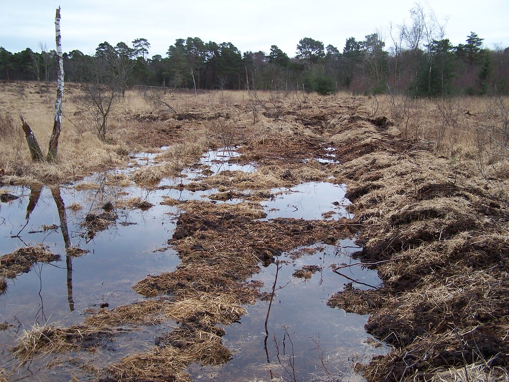 Bunds on lowland raised bog Bunds on lowland raised bog. D… Flickr