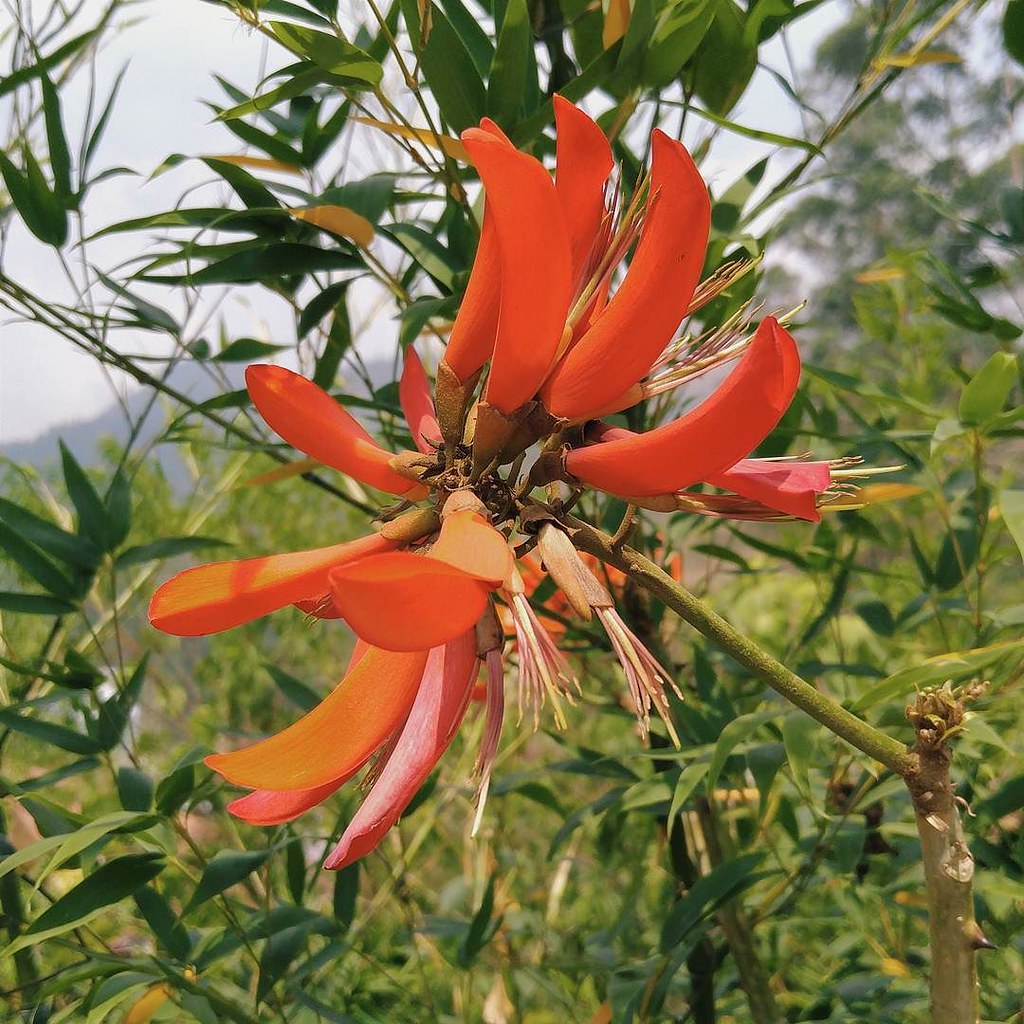 Flower of the coral bean tree (erythrina x bidwillii). I h… Flickr