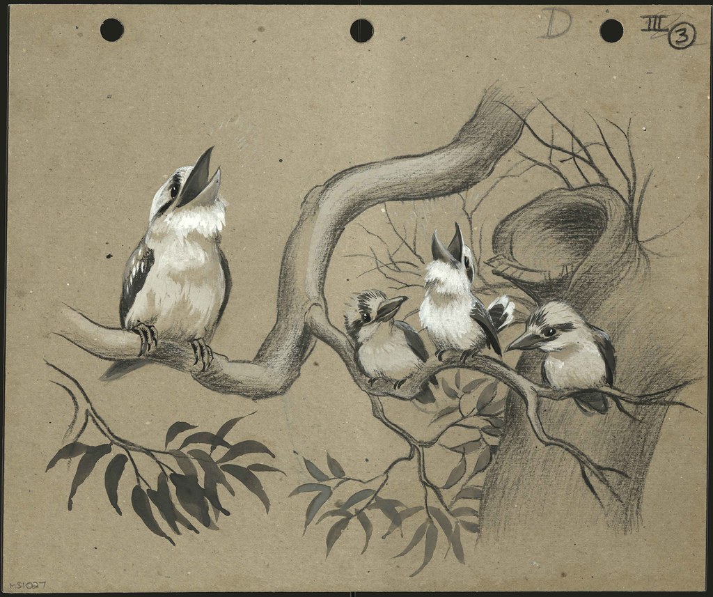 The story of Kurri Kurri the Kookaburra parent and three … Flickr